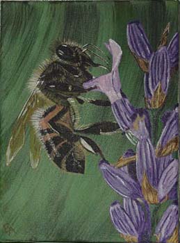 Abeille sur Lavande