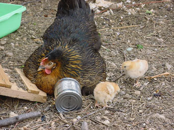 Maman poule et Sumo en Poussin