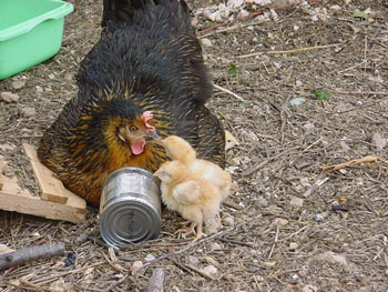 Maman poule et Sumo en Poussin