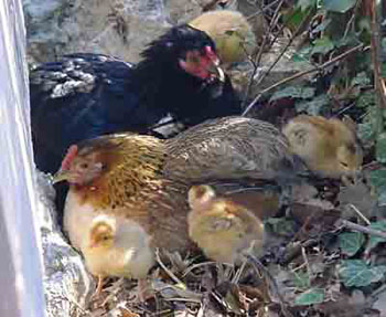 Tchernobyl et Orione élevant les 5 poussins cous pelés ensemble