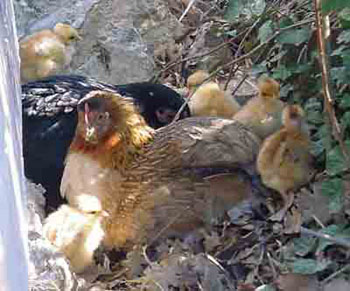 Tchernobyl et Orione élevant les 5 poussins cous pelés ensemble