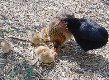 Tchernobyl et Orione élevant les 5 poussins cous pelés ensemble