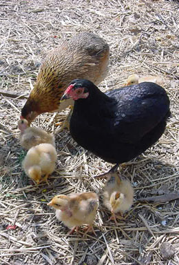 Tchernobyl et Orione élevant les 5 poussins cous pelés ensemble