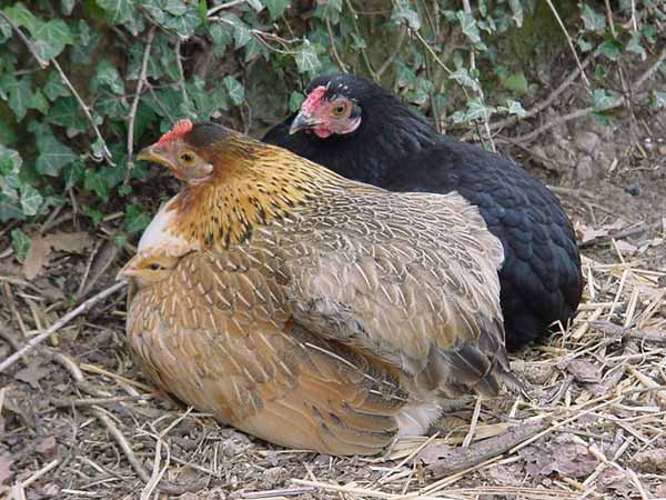 Tchernobyl et Orione élevant les 5 poussins cous pelés ensemble