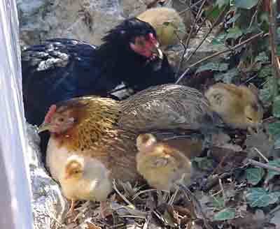 Boulines mars 2004 Poules naines noire et tchernobyl et les 5 poussins cou pelé