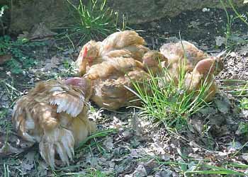 Poussins cou nu - élevées par une poule naine - ils resemblent à des petits vautours mais excellentes pondeuses